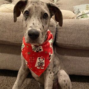 Meet your Posher, Javier